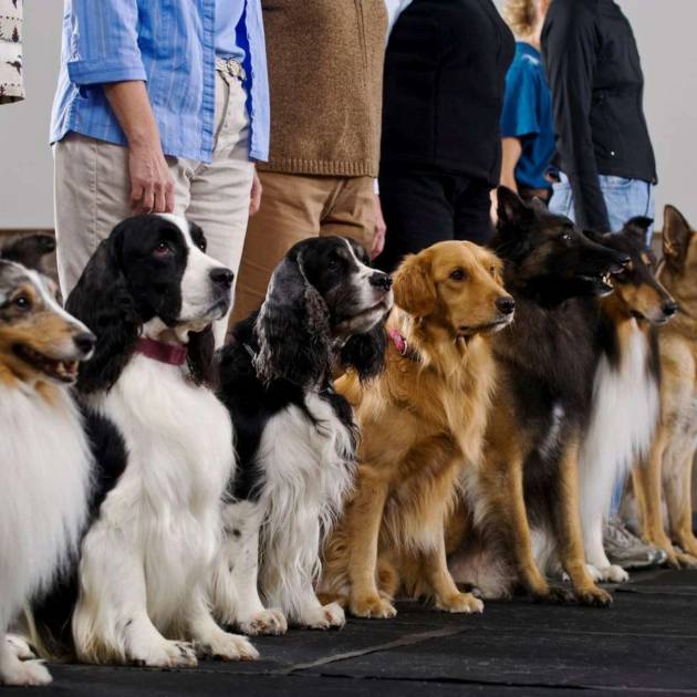A lineup of well-trained dogs of various breeds sitting attentively indoors during a group training session, with their handlers standing behind them