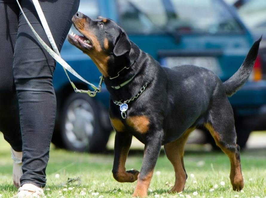 An adult dog walking attentively on leash beside its handler during structured outdoor training, maintaining focus and proper heel position in a public environment.