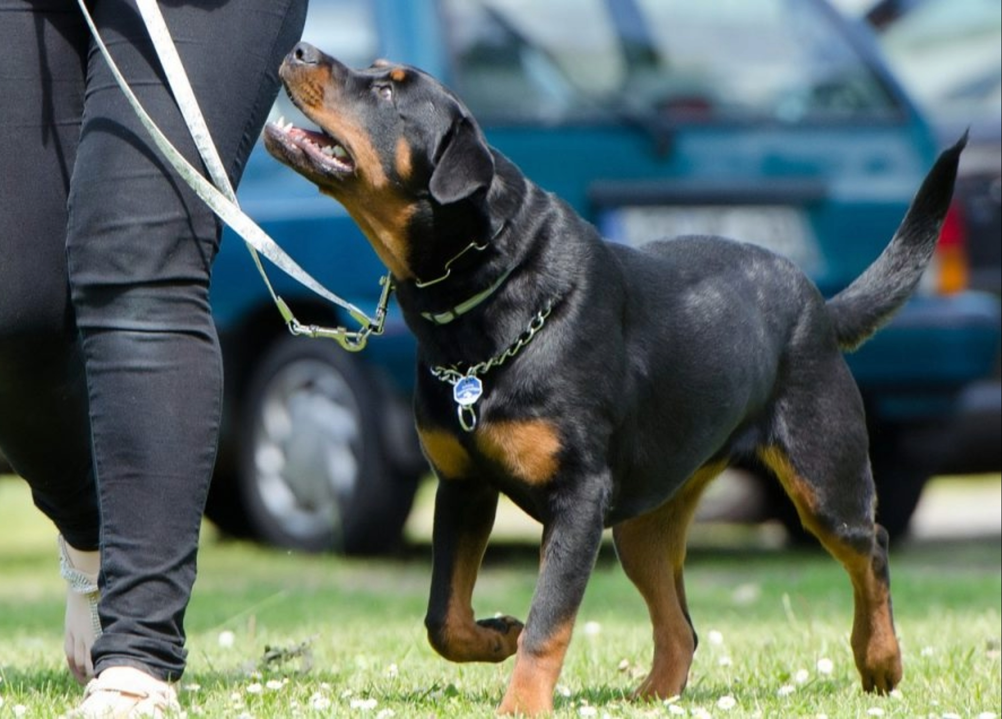 An adult dog walking attentively on leash beside its handler during structured outdoor training, maintaining focus and proper heel position in a public environment.