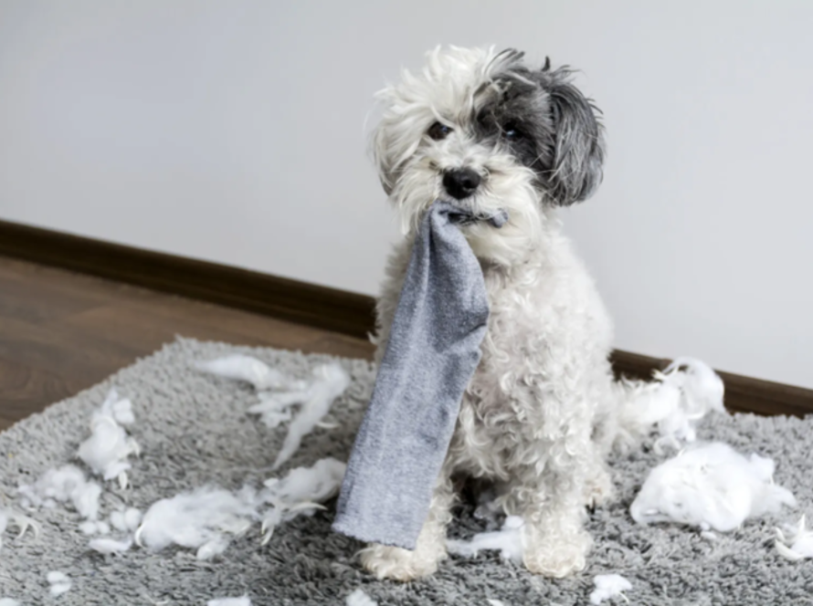 A small dog sitting indoors on a rug with torn fabric and stuffing scattered around, holding a piece of cloth in its mouth, illustrating destructive behavior and common behavioral issues in dogs.