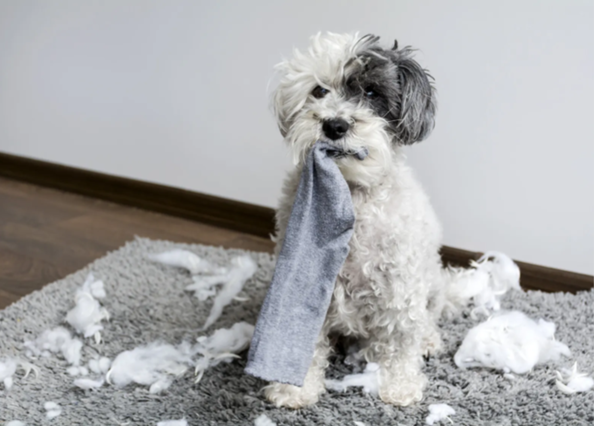 A small dog sitting indoors on a rug with torn fabric and stuffing scattered around, holding a piece of cloth in its mouth, illustrating destructive behavior and common behavioral issues in dogs.