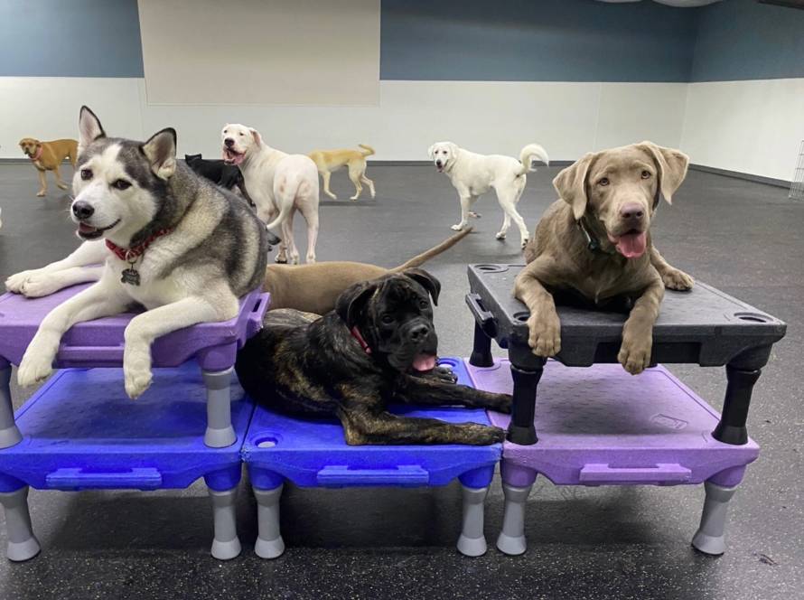 Multiple dogs calmly resting on raised training platforms inside a professional indoor training facility, demonstrating place command, impulse control, and structured group obedience during a boarding and training session.