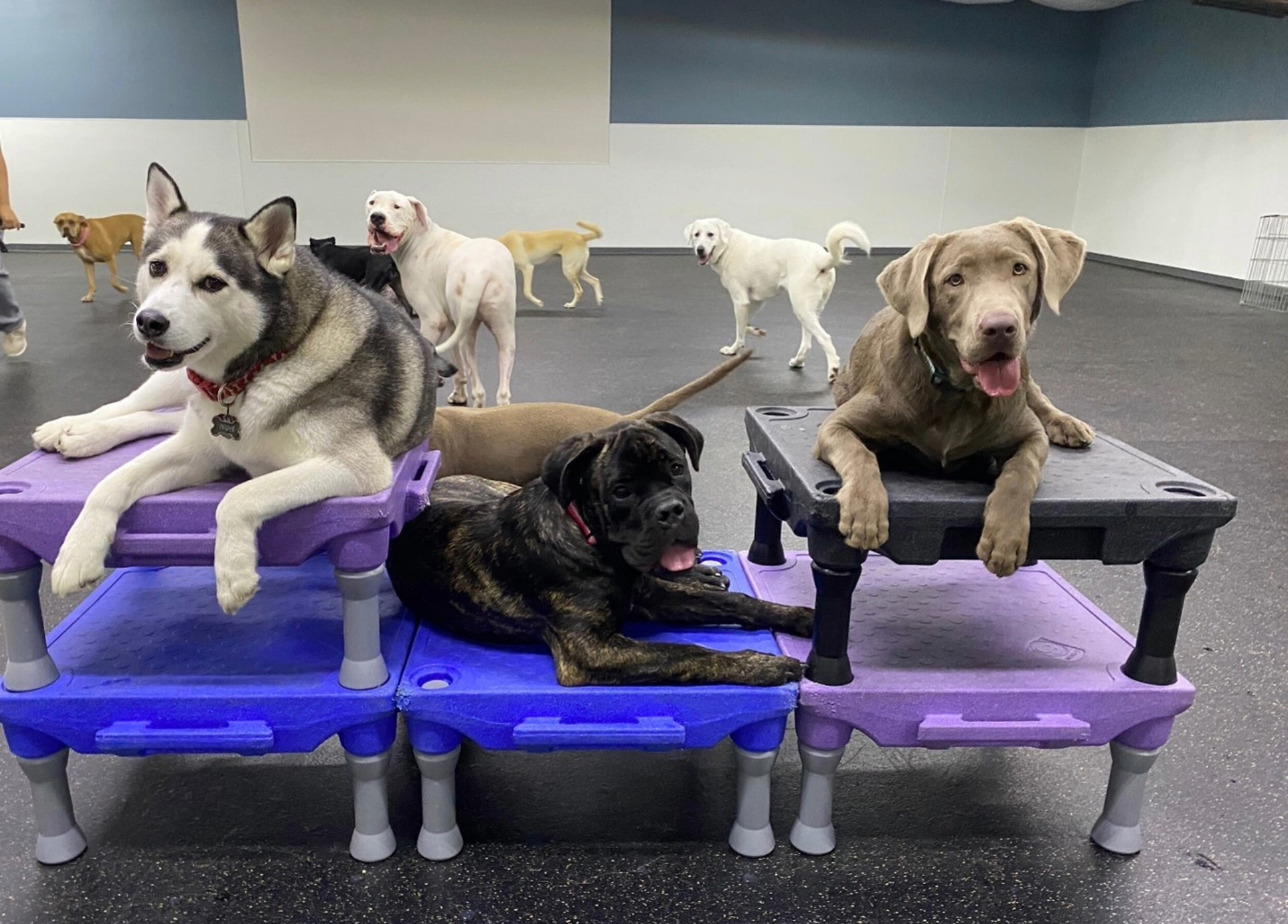 Multiple dogs calmly resting on raised training platforms inside a professional indoor training facility, demonstrating place command, impulse control, and structured group obedience during a boarding and training session.