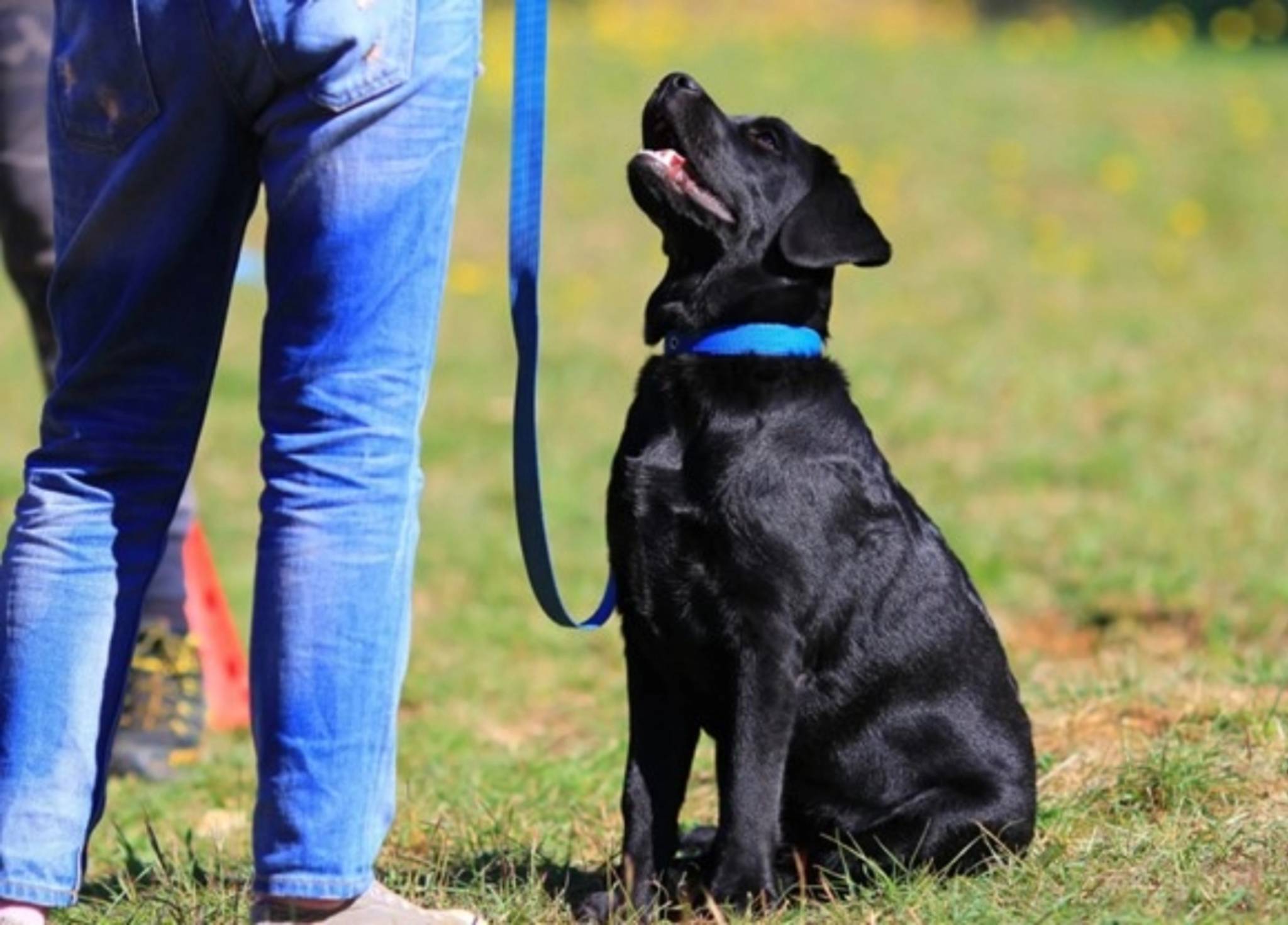 Obedience Training – ACA