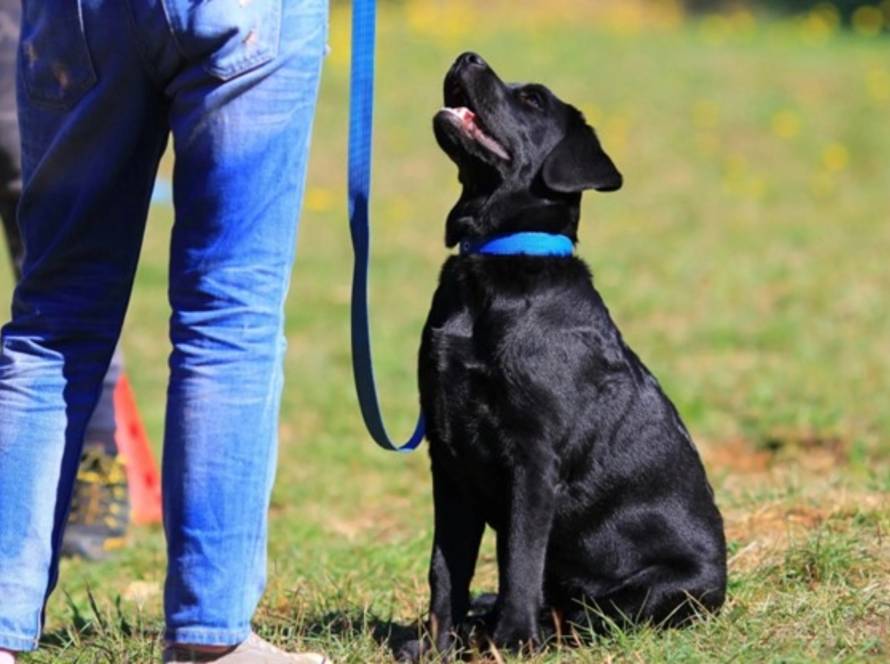 A black dog sitting attentively beside its handler during outdoor obedience training, maintaining eye contact while on leash in a grassy field.