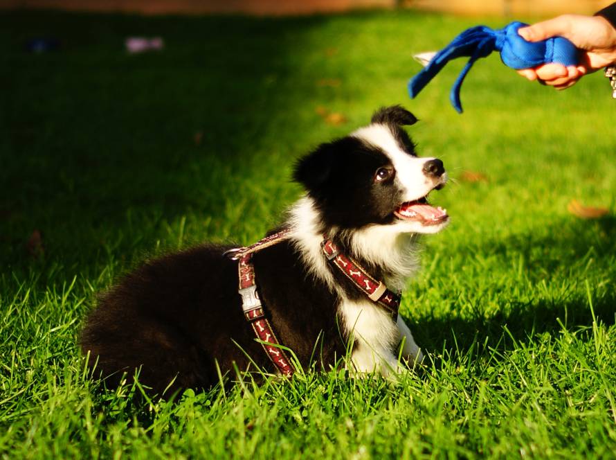 A young puppy sitting on grass during outdoor training, focused on a tug toy held by the handler, demonstrating engagement, attention, and early obedience skills.