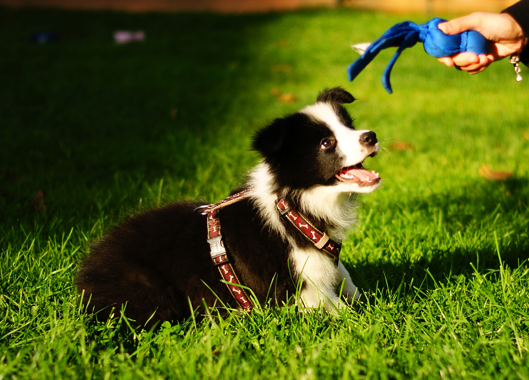 A young puppy sitting on grass during outdoor training, focused on a tug toy held by the handler, demonstrating engagement, attention, and early obedience skills.