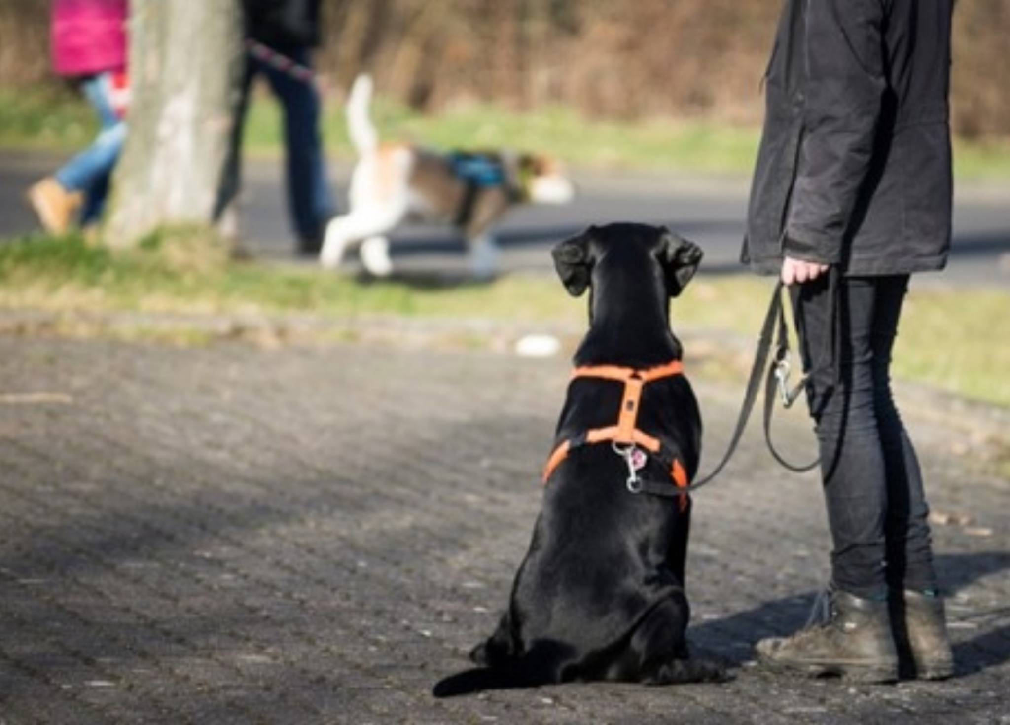 ACA – Professional Dog Training for Every Need