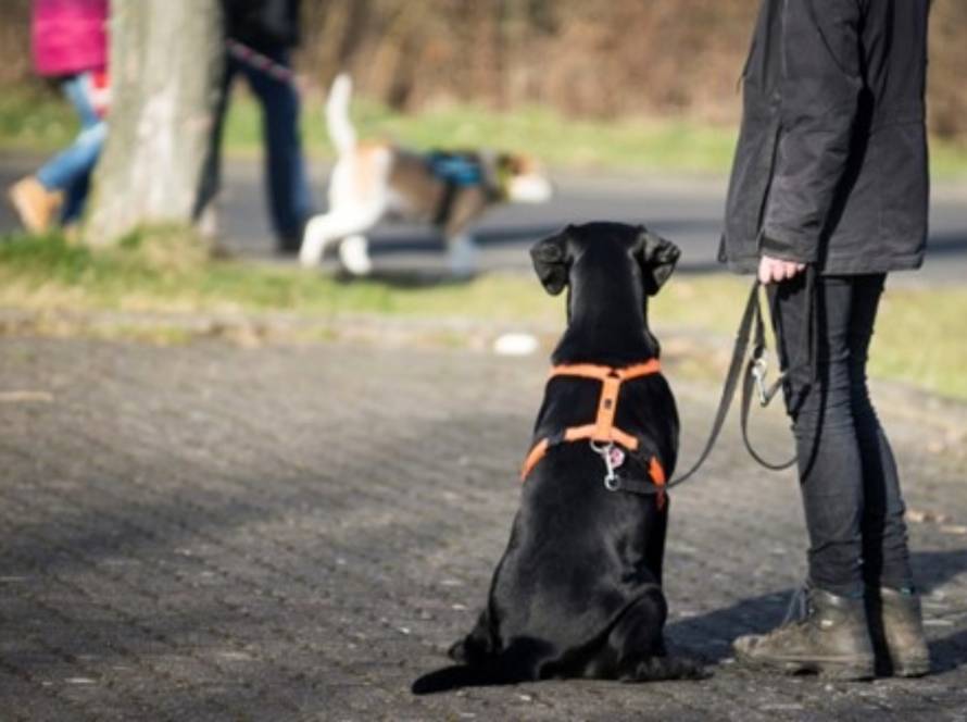 A dog sitting calmly on leash beside its handler during urban training, maintaining focus while other people and dogs pass by in a public park setting.