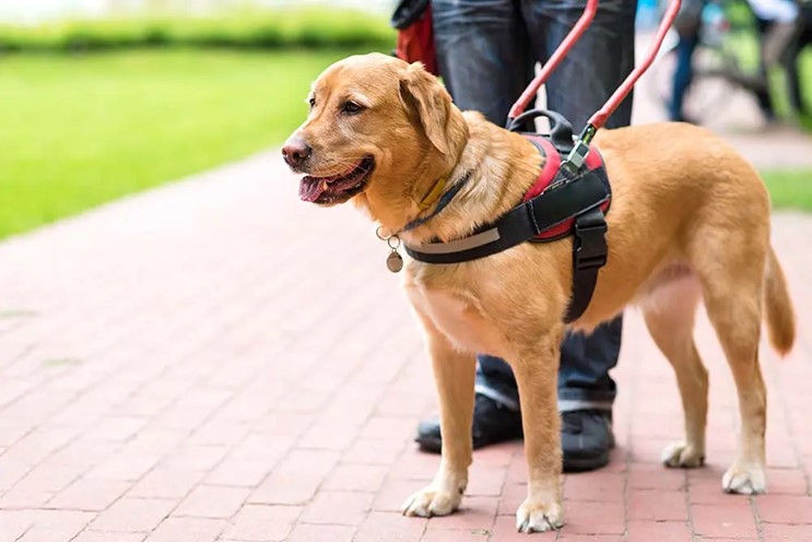 SERVICE DOG TRAINING PROGRAM