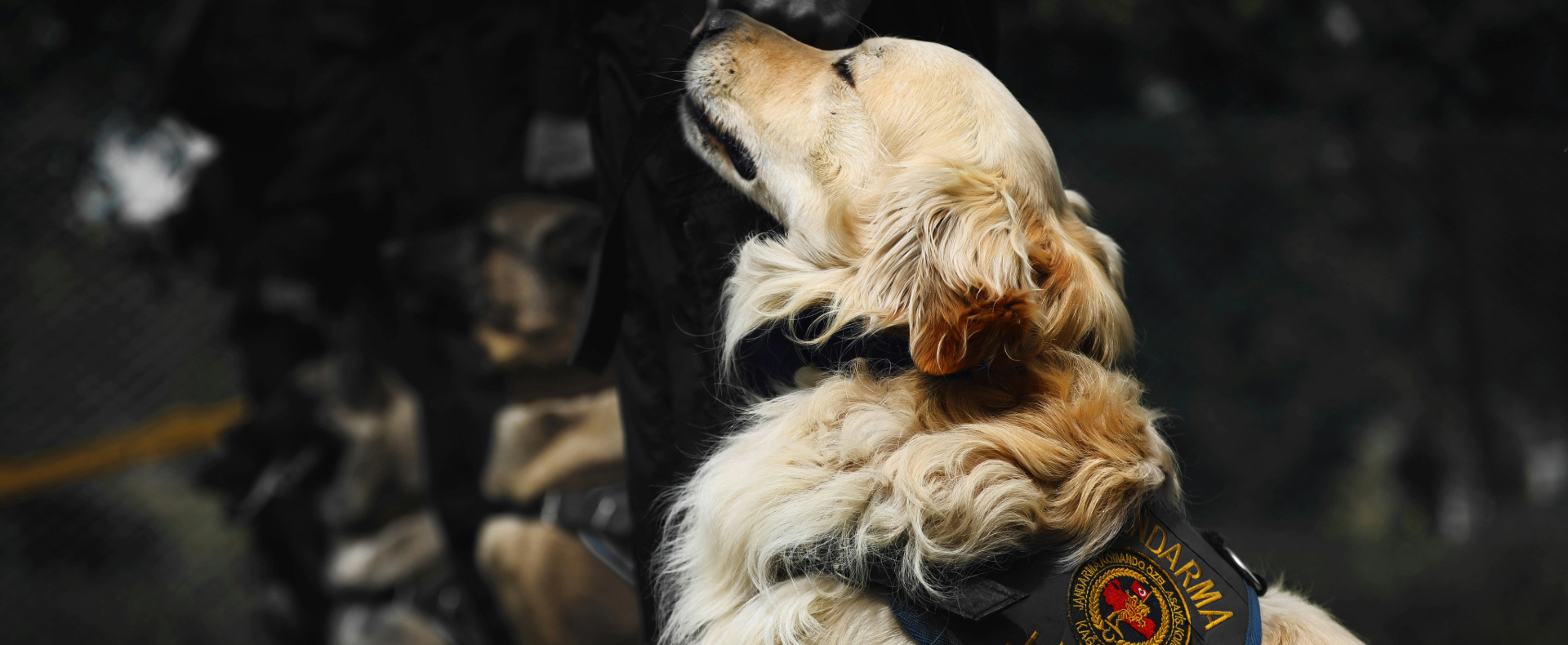 ACA – Professional Dog Training for Every Need