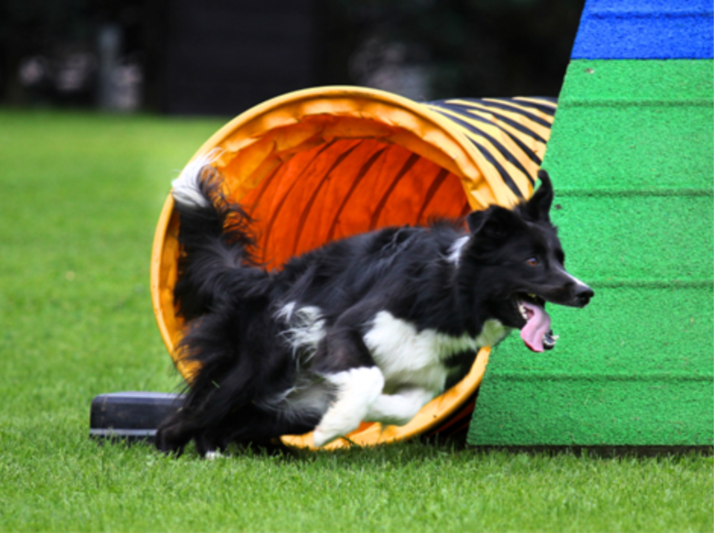 A black-and-white dog running out of an agility tunnel on a grassy training field, showcasing speed, focus, and athletic performance during an obstacle course exercise.