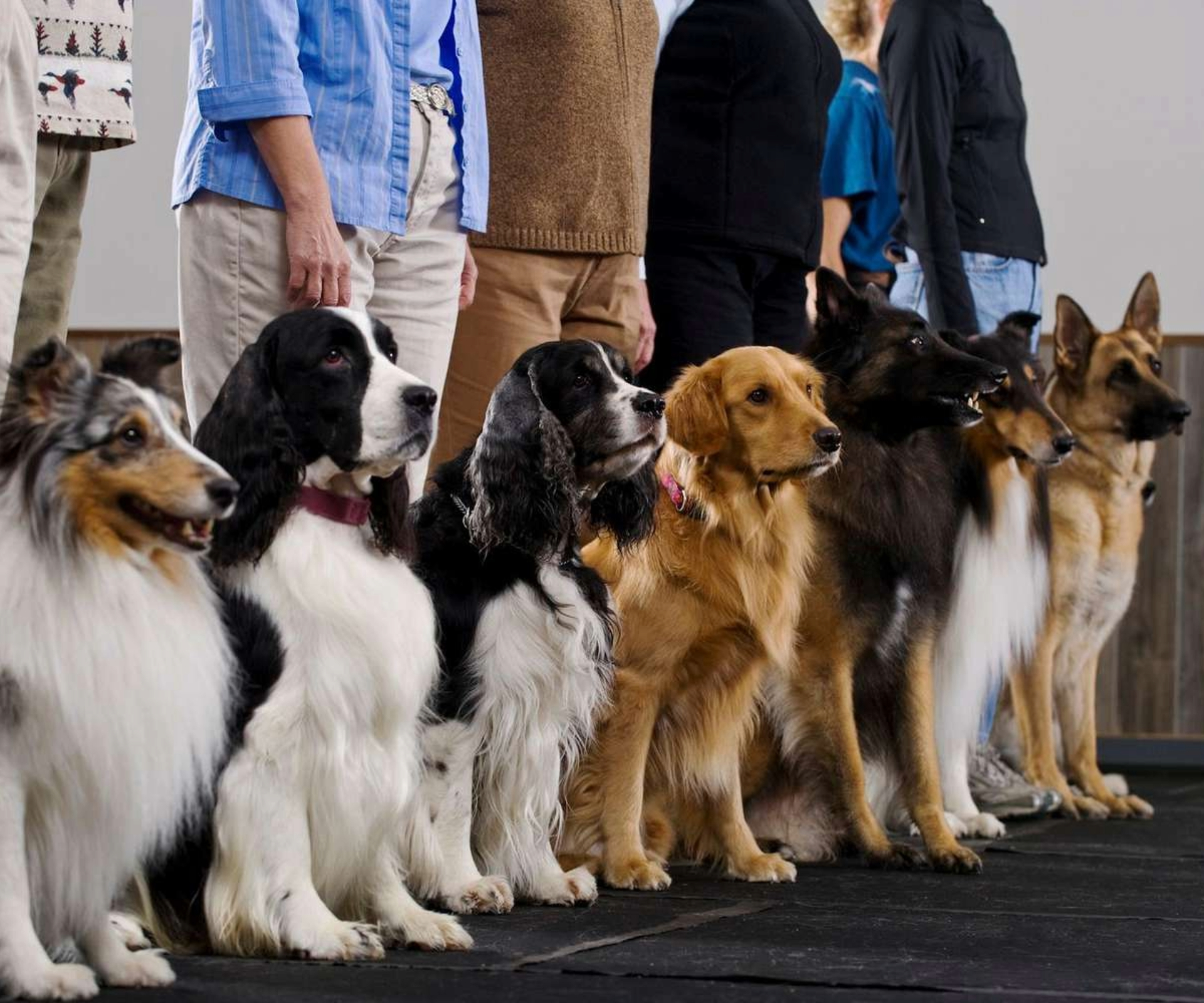 A lineup of well-trained dogs of various breeds sitting attentively indoors during a group training session, with their handlers standing behind them